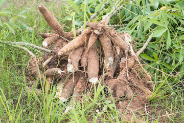 Khonkaen,Thailand-June 1,2018:Farmer  ้harvest cassava in farmland before rainy season.