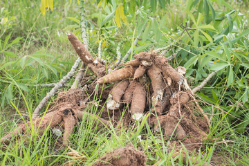 Khonkaen,Thailand-June 1,2018:Farmer  ้harvest cassava in farmland before rainy season.
