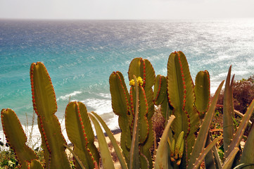 Cactuses