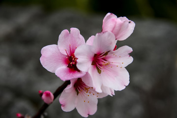 Obraz na płótnie Canvas アーモンドの花　桜
