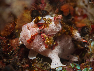Fototapeta na wymiar Underwater close-up photography of a white warty frogfish (Pulau Bangka/North Sulawesi, Indonesia)