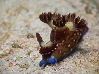 Nudibrunch Nudibranch Nembrotha, Neonsternschnecke (Nembrotha livingstonei)