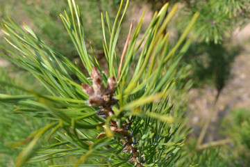 Pine tree branch with kidney. Healthy background. Pine branch. Pharmacy and remedy concept