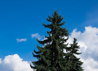 Big lush green spruce against the blue sky
