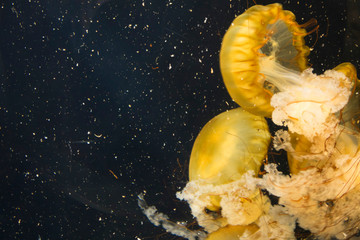 Naklejka premium A group of jellyfish The Pacific sea nettle (Chrysaora fuscescens) swimming in the water