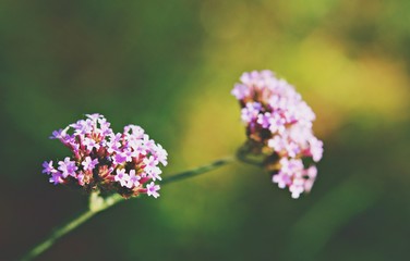beautiful background of colorful flower in the garden with sun light, vintage color style