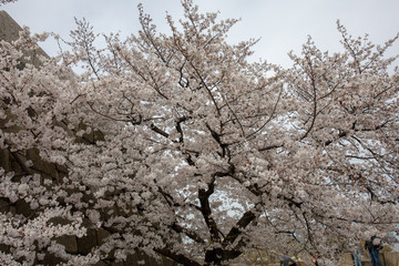 桜満開の大阪城