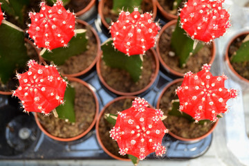 Minimal plant art. Red cactus of Gymnocalycium