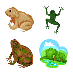 frog on white background