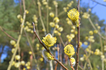 Closeup of alderseals and willow on blue sky backdrop. Natural beauty. Holiday, easter background. Bokeh background.  Spring blossom concept. Palm Sunday. Happy easter.
