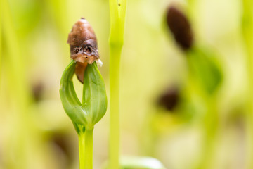 Water spinach sprouts and Germination of spinach