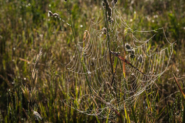 Toile d'araignée dans les herbes