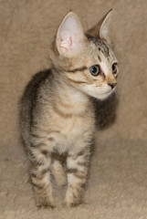 Cute and funky homeless mongrel kitten explores the territory.