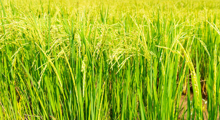 Rice field in local area of Thailand sunny day