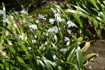 Fototapeta premium Fringed iris (Iris japonica)