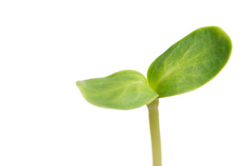 Sunflower sprout close-up isolated on white