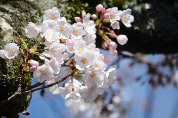 ソメイヨシノのアップ