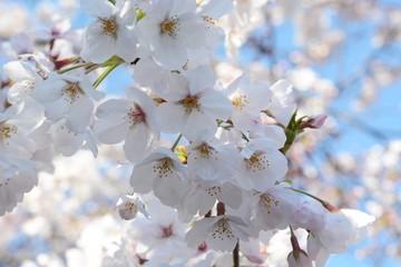 ソメイヨシノのアップ