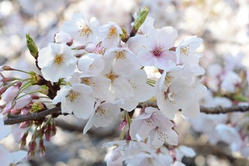 Obraz premium ソメイヨシノのアップ