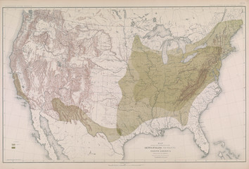 Fototapeta na wymiar Forest map of America.