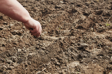 Farmer's female hands planting seed in soil