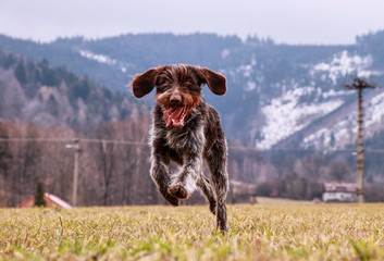 Fun face. Bitch is laughing her head off. Dog (Hound- Bohemian Wire Haired Pointing Griffon) is...