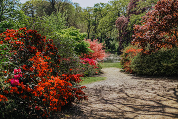 Spring time colourful rhododendron and azalea landscape garden on sunny day. England.
