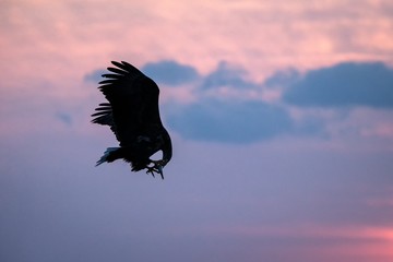 White-tailed eagle in flight, eagle with a fish which has been just plucked from the water in Hokkaido, Japan, silhouette of eagle with a fish at sunrise, majestic sea eagle, wildlife scene
