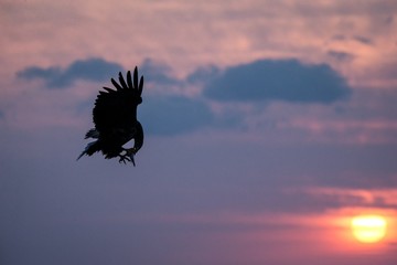 Naklejka na ściany i meble White-tailed eagle in flight, eagle with a fish which has been just plucked from the water in Hokkaido, Japan, silhouette of eagle with a fish at sunrise, majestic sea eagle, wildlife scene