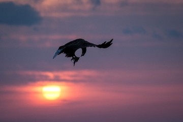 White-tailed eagle in flight, eagle with a fish which has been just plucked from the water in Hokkaido, Japan, silhouette of eagle with a fish at sunrise, majestic sea eagle, wildlife scene