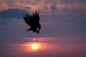 Naklejka na ściany i meble White-tailed eagle in flight, eagle with a fish which has been just plucked from the water in Hokkaido, Japan, silhouette of eagle with a fish at sunrise, majestic sea eagle, wildlife scene