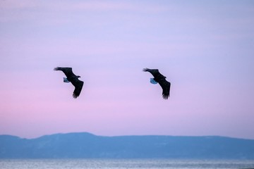 Two white-tailed eagles in flight, eagle flying against colorful sky with clouds in Hokkaido, Japan, silhouette of eagle at sunrise, majestic sea eagle, wildlife scene, wallpaper, birding adventure
