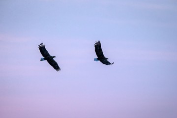 Two white-tailed eagles in flight, eagle flying against colorful sky with clouds in Hokkaido, Japan, silhouette of eagle at sunrise, majestic sea eagle, wildlife scene, wallpaper, birding adventure