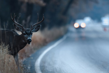 Male mule deer attempting to cross the road in Yosemite Valley in early morning