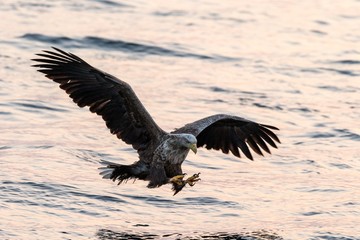 White-tailed eagle in flight hunting fish from sea,Hokkaido, Japan, Haliaeetus albicilla, majestic sea eagle with big claws aiming to catch fish from water surface, wildlife scene,birding adventure