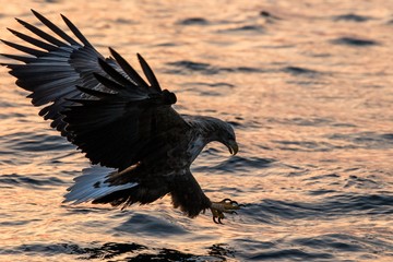 White-tailed eagle in flight hunting fish from sea,Hokkaido, Japan, Haliaeetus albicilla, majestic sea eagle with big claws aiming to catch fish from water surface, wildlife scene,birding adventure