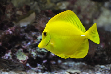 Fisch