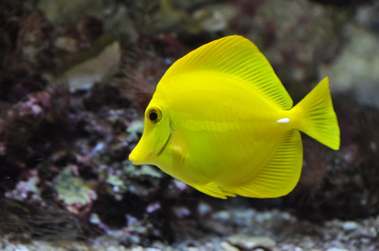 Fisch