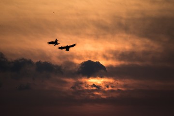 Two eagles fighting in flight, eagles flying against colorful sky with clouds in Hokkaido, Japan, silhouette of eagle at sunrise, majestic sea eagle, wildlife scene, wallpaper, birding adventure,Asia
