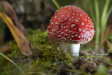 Mushrooms in natural environment