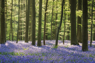 bluebells in the forest - 259683222