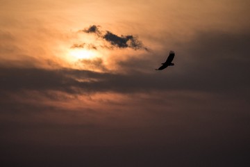 White-tailed eagle in flight, eagle flying against colorful sky with clouds in Hokkaido, Japan, silhouette of eagle at sunrise, majestic sea eagle, wildlife scene, wallpaper, bird isolated silhouette