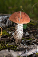 Mushrooms in natural environment