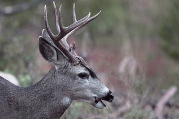 Male mule deer in autumn in Yosemite Valley in early morning