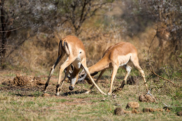 impala, Aepyceros melampus, combat,  Afrique de l'Est