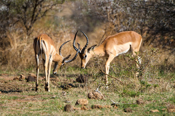 impala, Aepyceros melampus, combat,  Afrique de l'Est