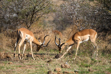 impala, Aepyceros melampus, combat,  Afrique de l'Est