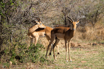 impala, Aepyceros melampus, combat,  Afrique de l'Est