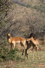 impala, Aepyceros melampus, combat,  Afrique de l'Est