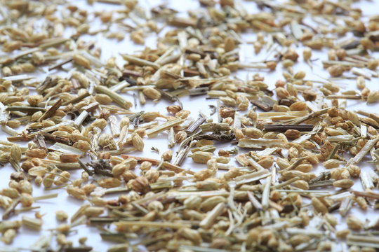 (Herbal) Yarrow's image